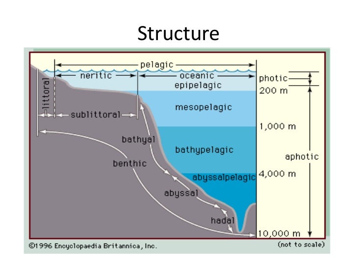Light penetration of the neritic zone foto 263